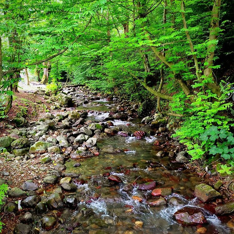 روستای نصفی شهرستان رودبار، نصفی گیلان، نصفی رستم آباد، آلش دشت، تپه ی مارلیک، جام مارلیک، مارلیک رستم آباد